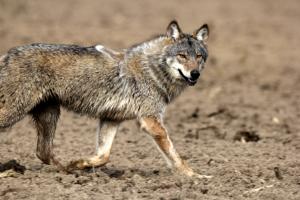 Foto &copy; Theo Grüntjens